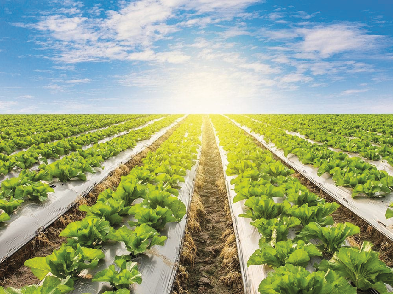 PVC/HDPE Cable Protection Tiles